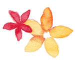 mini-frangipani-150x120.png